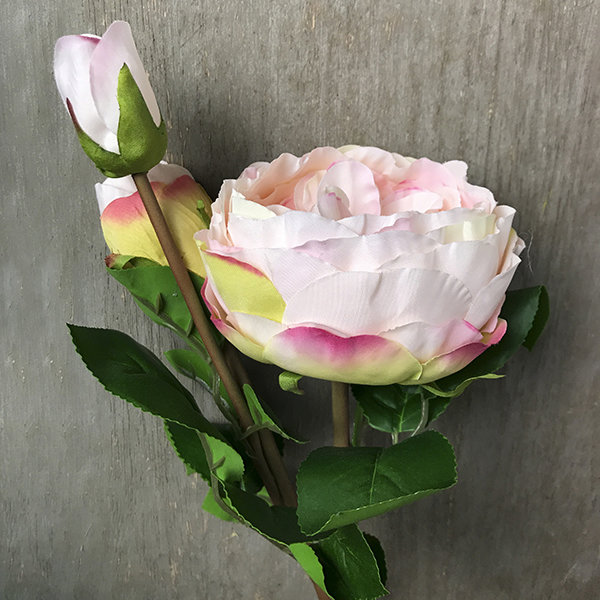 Роза розовая пионовидная с бутонами