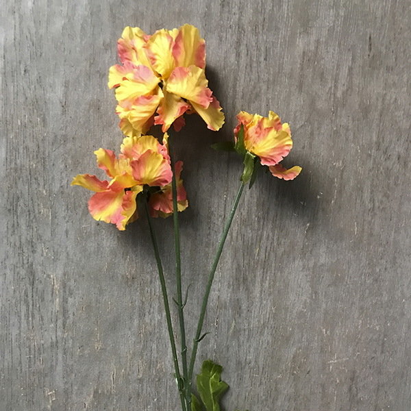 Скабиоза оранжево-желтая