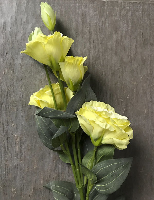 Эустома желтая