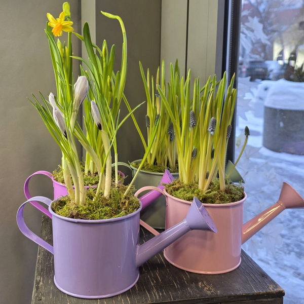Нарцисс, крокусы или мускари в лейке