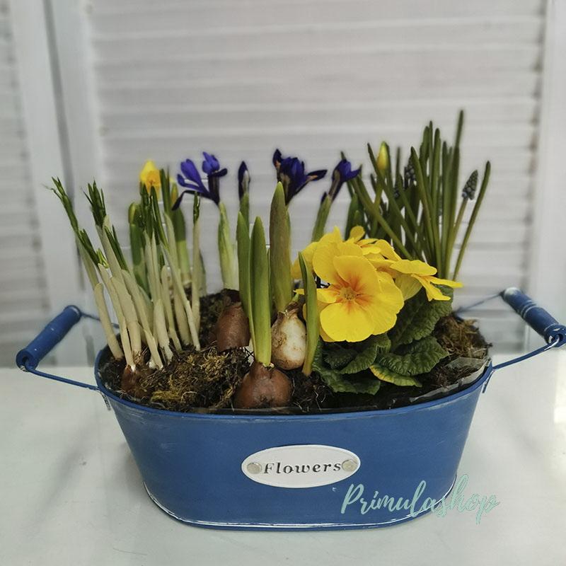 Синий ящик с первоцветами