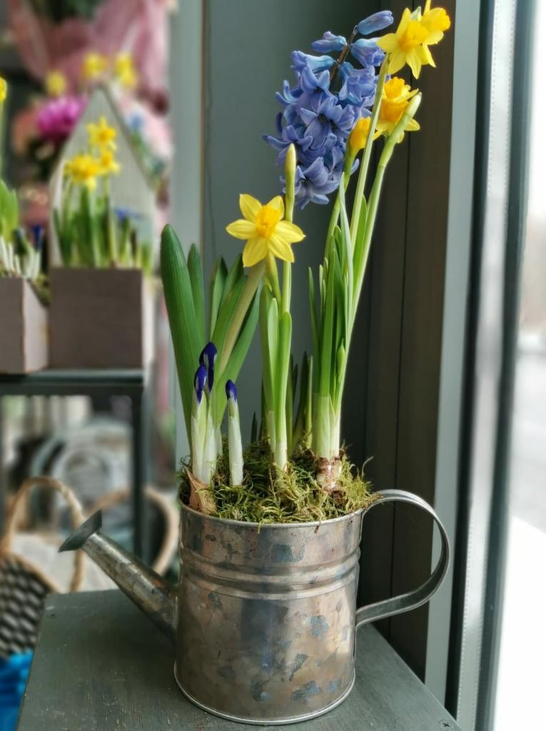 PR-057.  ПЕРВОЦВЕТЫ В ЖЕСТЯНОЙ ЛЕЙКЕ