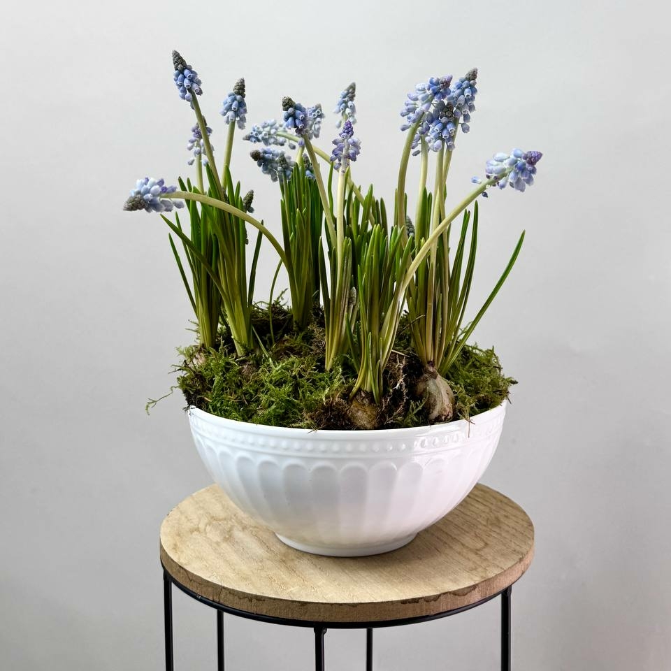 Боул (чаша) с мускари