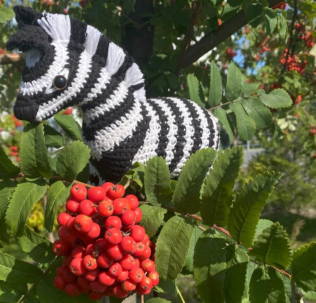 Зебра крючком  (Zebra)