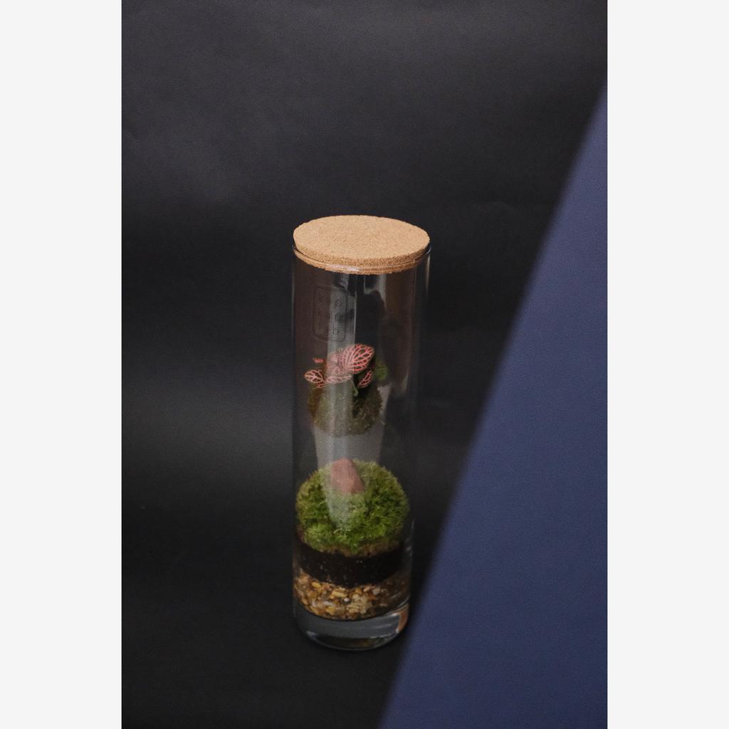 "Тубус" кокедама с фиттонией PURPLE