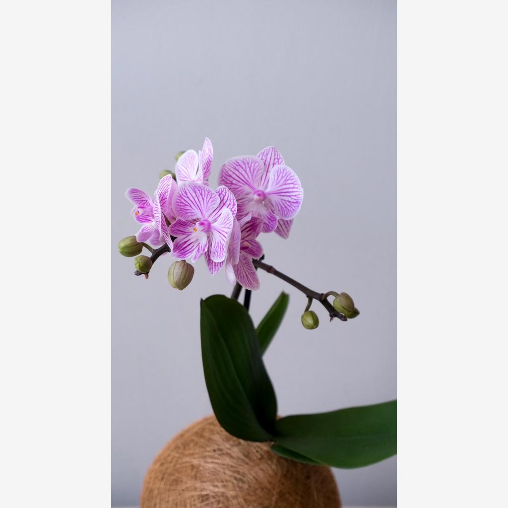 Кокедама Орхидея "PINK&WHITE"