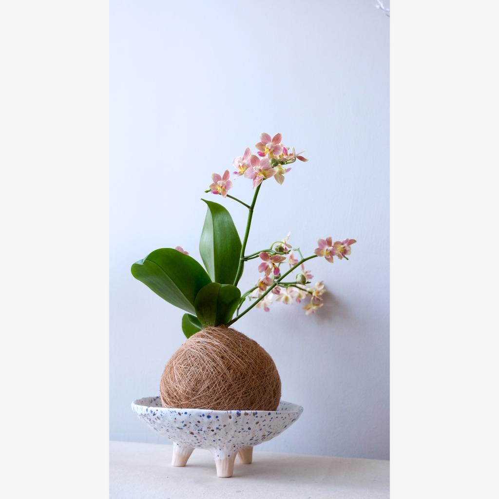 Кокедама Орхидея L