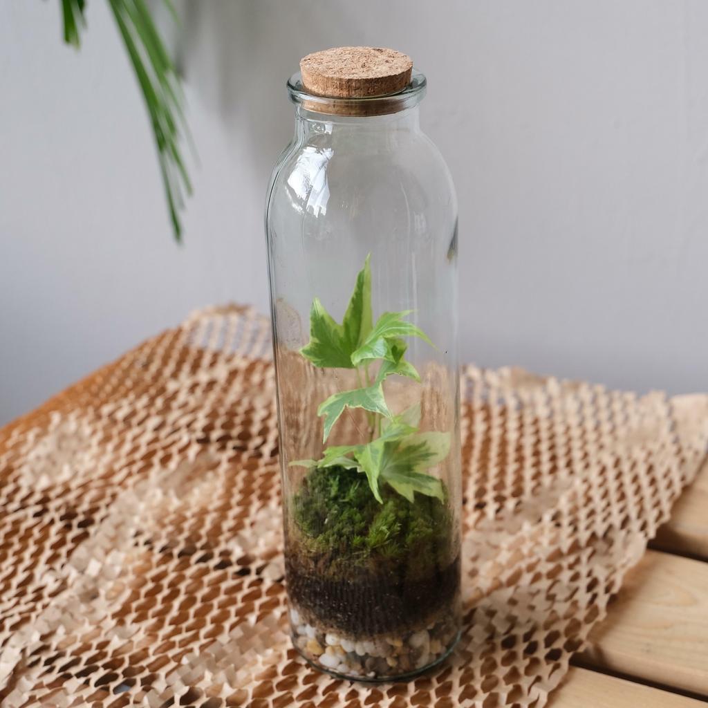 Флорариум/экосистема Хедера XS