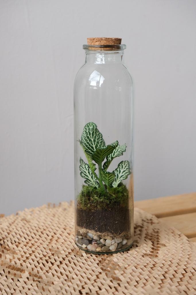 Флорариум/экосистема Фиттония  GREEN XS