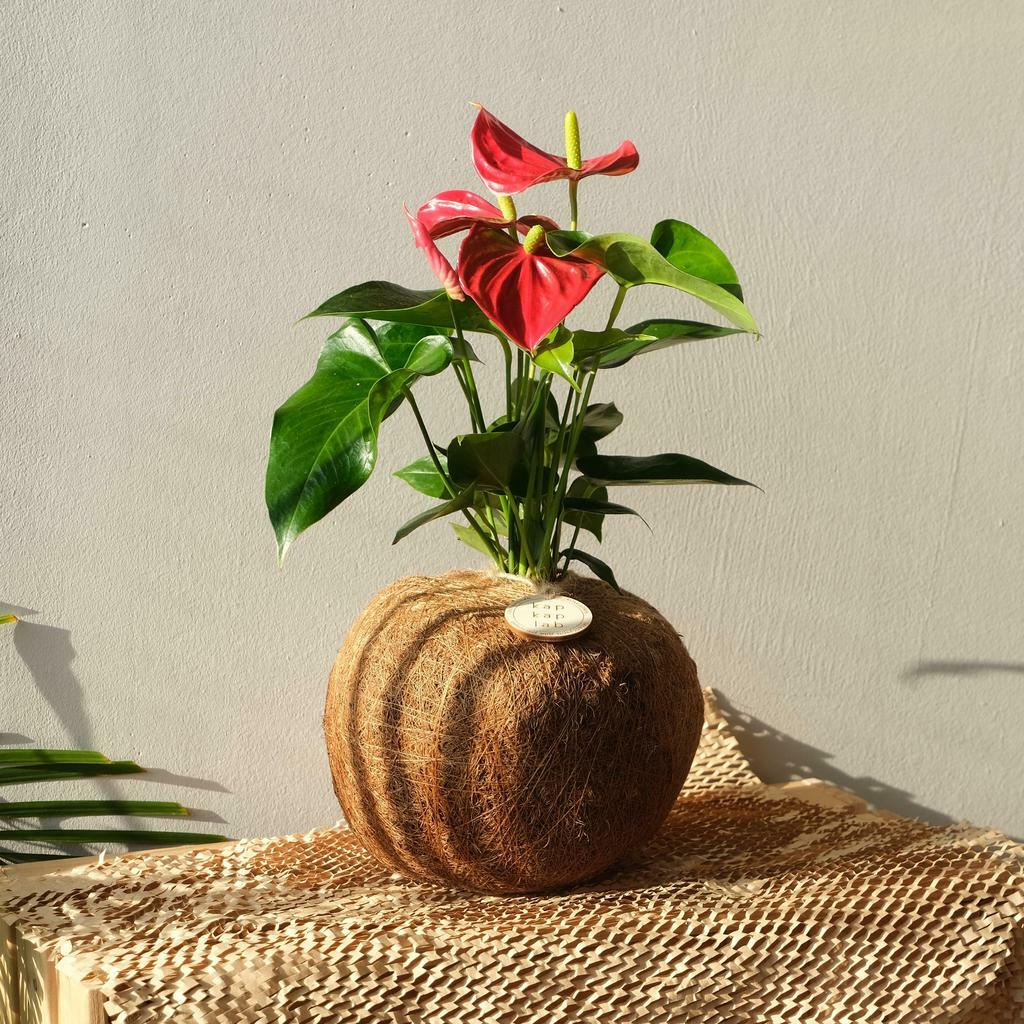 Кокедама с антуриумом RED L