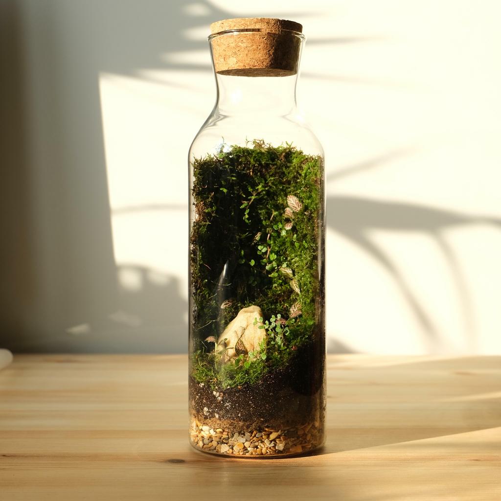 Флорариум / экосистема Bottle / Green Wall  | VIOLET