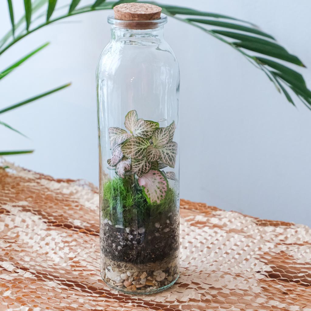 Флорариум/экосистема Фиттония PINK XS