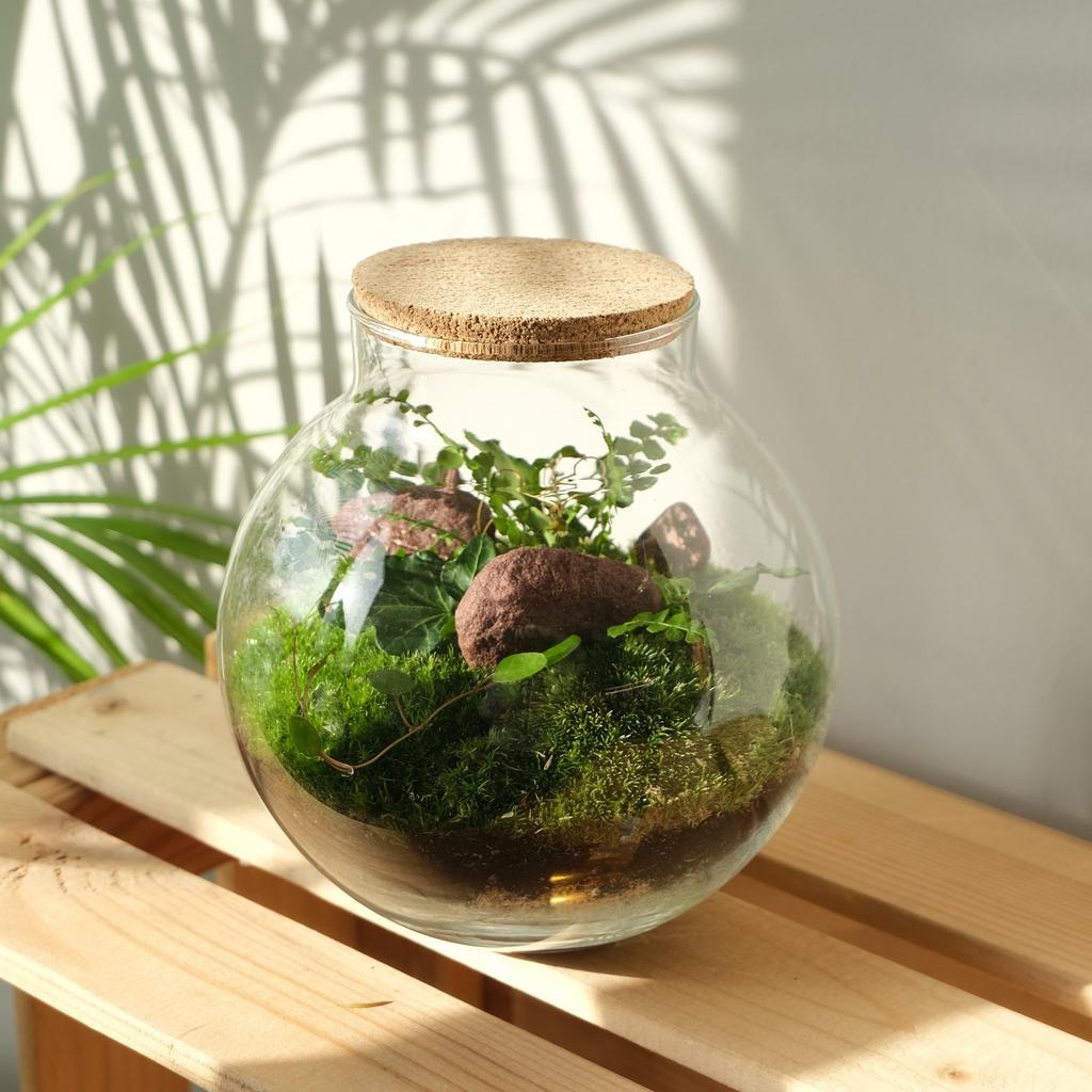 Флорариум / экосистема Green Ball + поливалка 250 мл в подарок