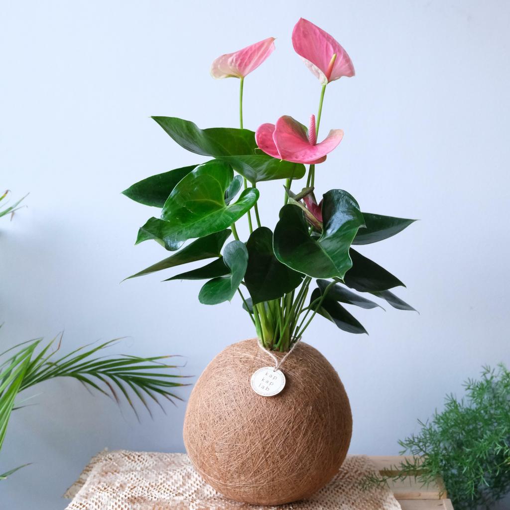 Кокедама с антуриумом PINK XL
