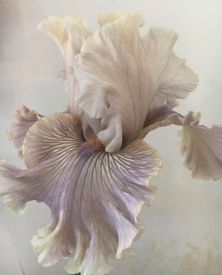 СЕТ ИРИСОВАЯ ПУДРА