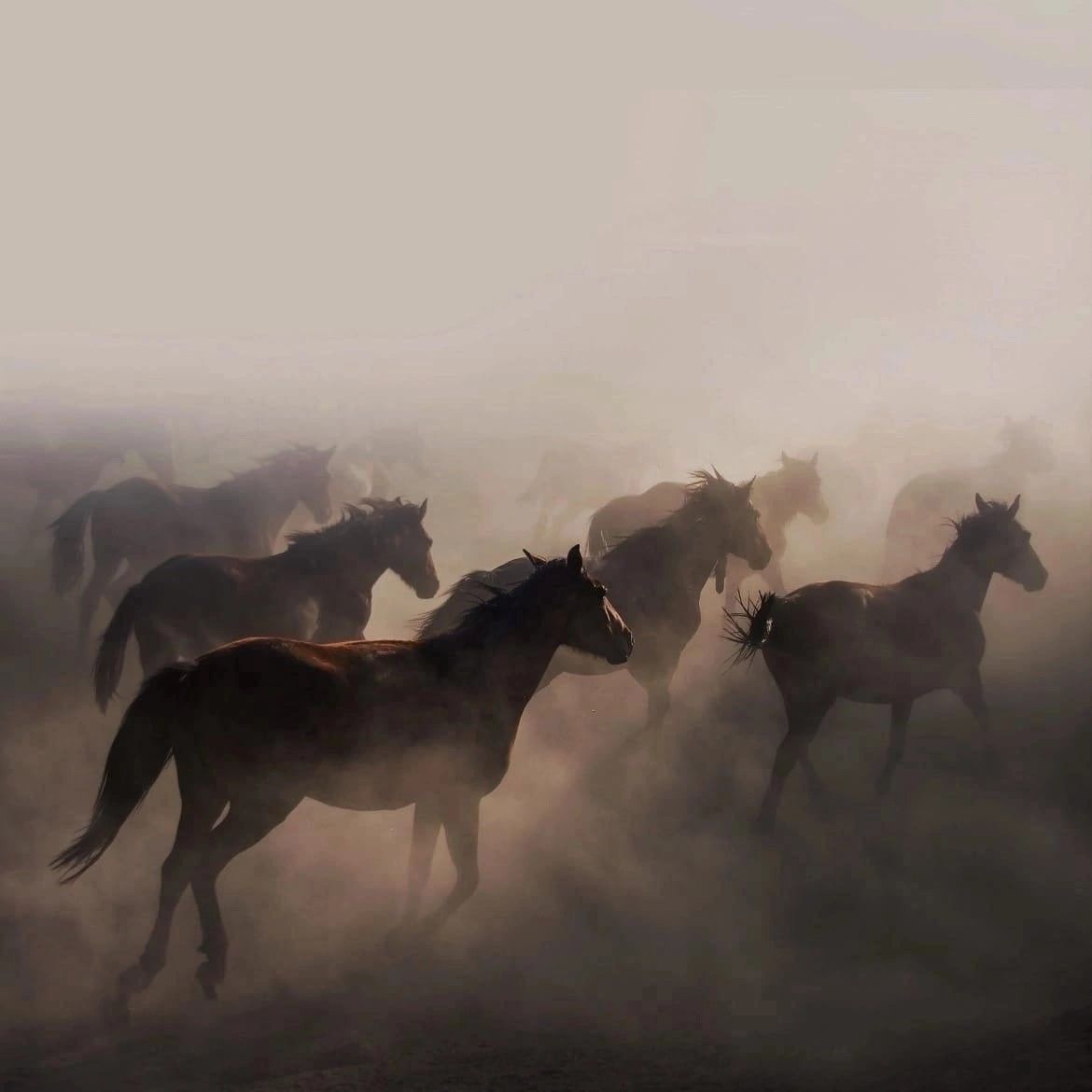 СЕТ ЖИВОТНЫЙ ИНСТИНКТ