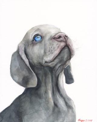 Print "Weimaraner" | Watercolor
