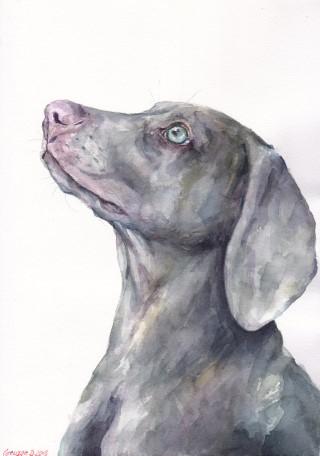 Print "Weimaraner" | Watercolor