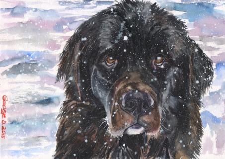 Print "Newfoundland" | Watercolor