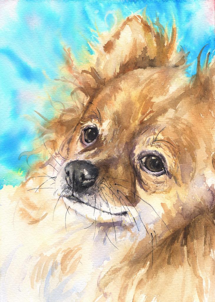Print "Pomeranian" | Watercolor
