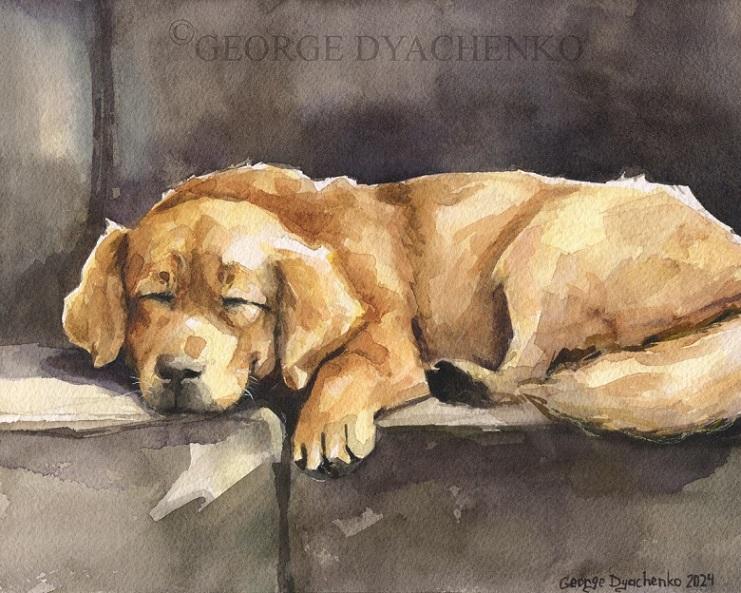 Print "Sleeping golden retriever" | Watercolor