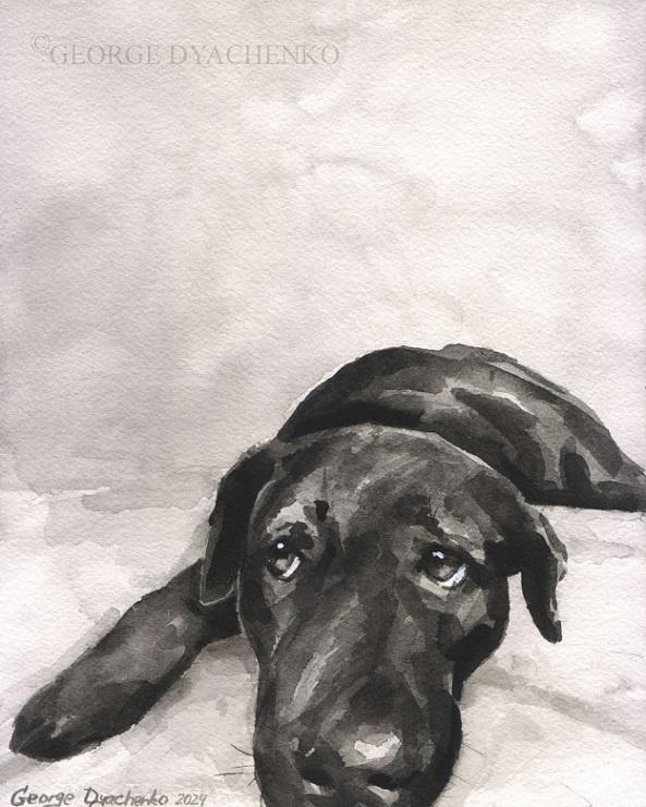 Print "Black and white labrador" | Watercolor