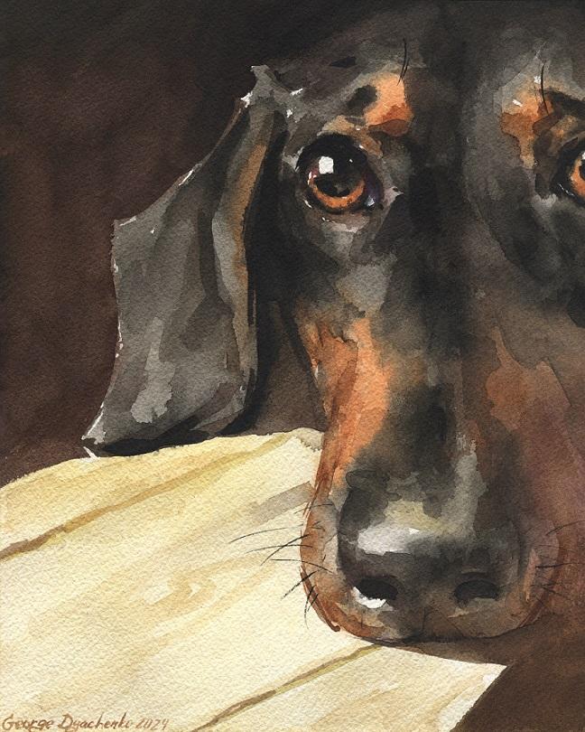 Print "Dachshund" | Watercolor