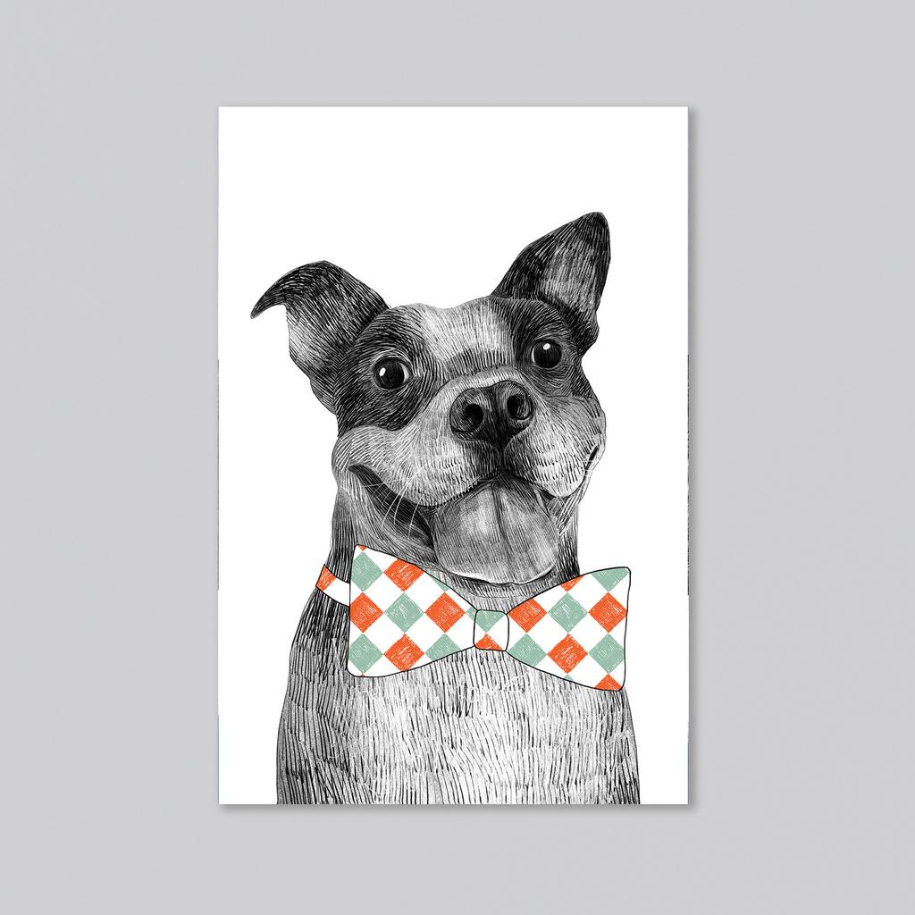 Бульдог - оптовая открытка - 20 штук