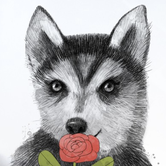 Постер Малыш хаски купить в интернет магазине