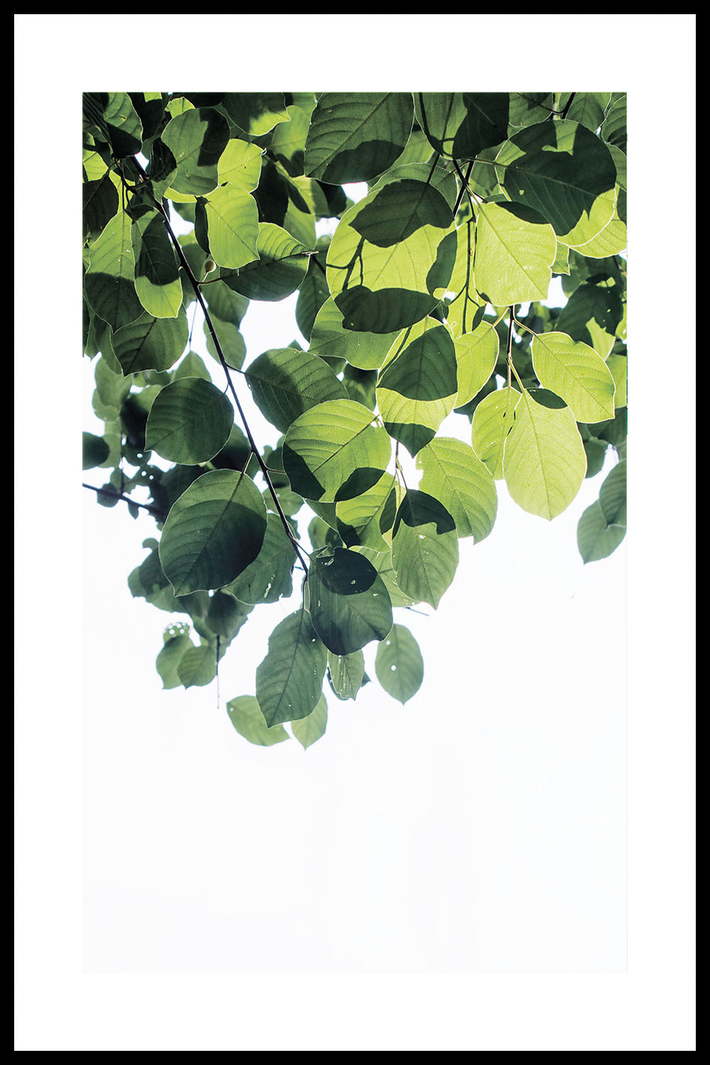 Постер Green Leaves #2