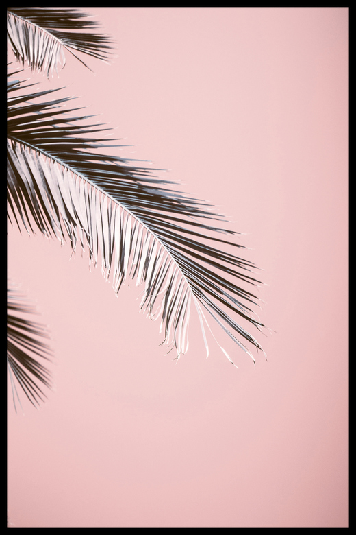 Постер Пальмовая Ветвь #1