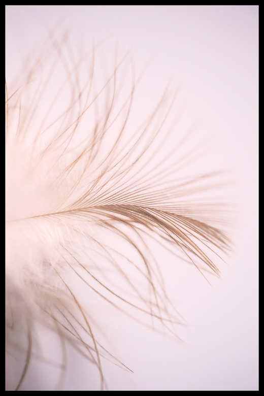 Постер Перо