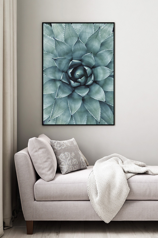 Постер Суккулент