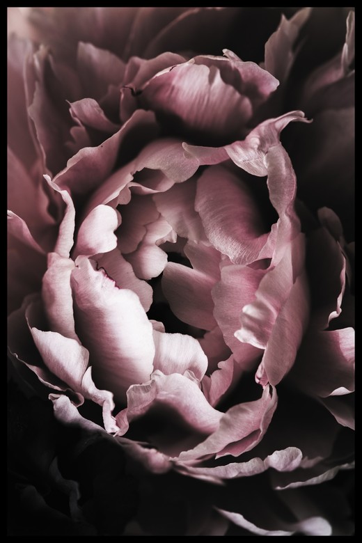 Постер Розовый Цветок