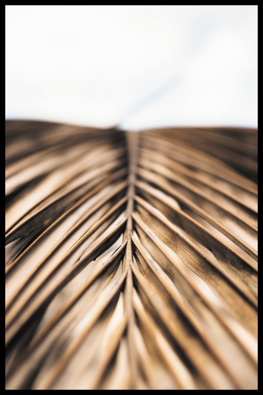 Постер Сухая Пальмовая Ветвь