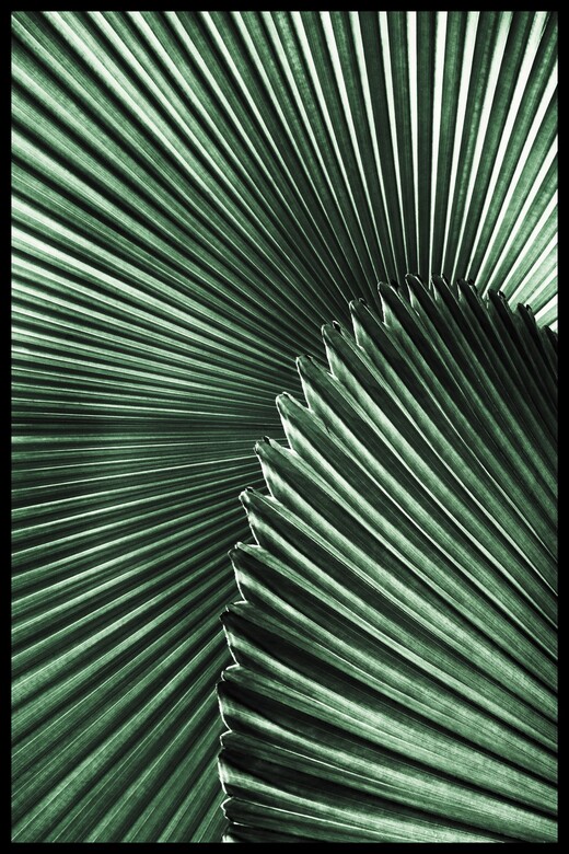 Постер Пальмовый Лист