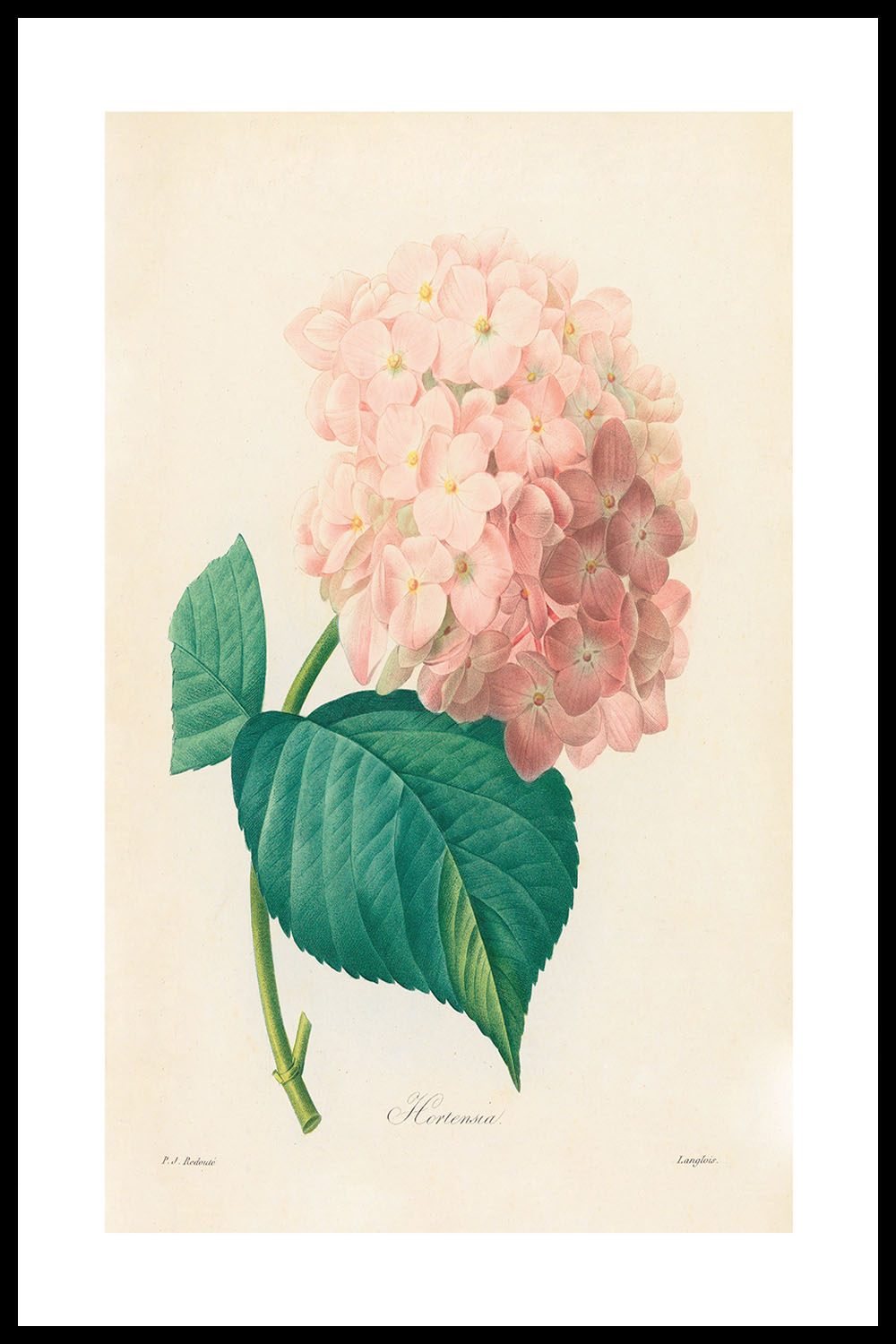 Постер Pierre Joseph Redouté #5