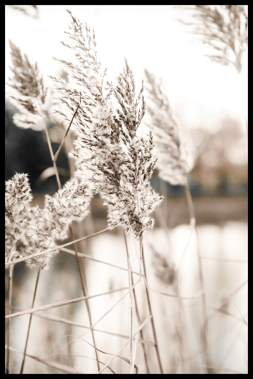 Постер Ветка Сухоцвет #3