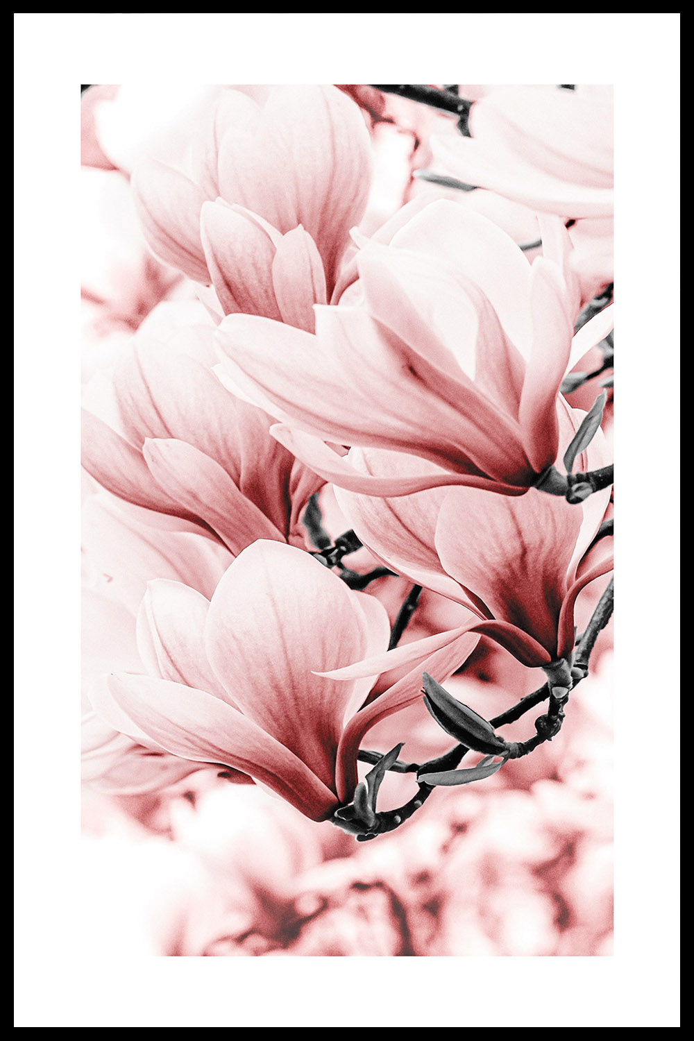 Постер Розовые Цветы #1