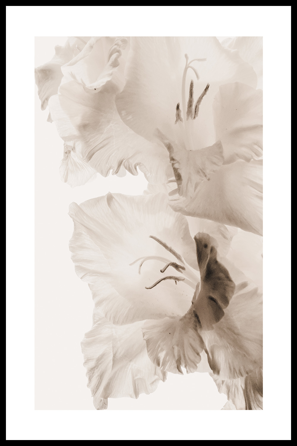 Постер Бежевый Цветок