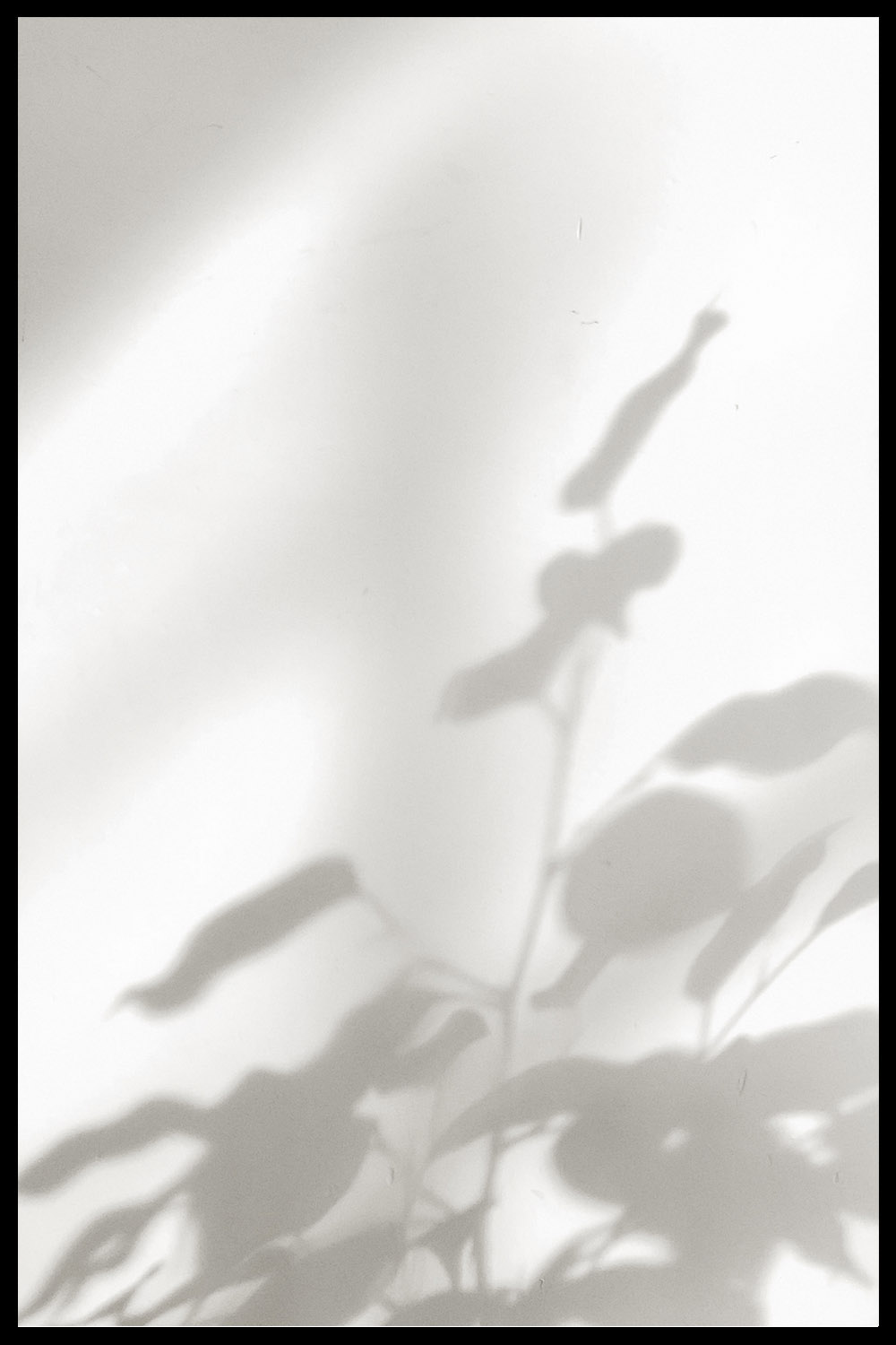 Постер Тень От Листьев