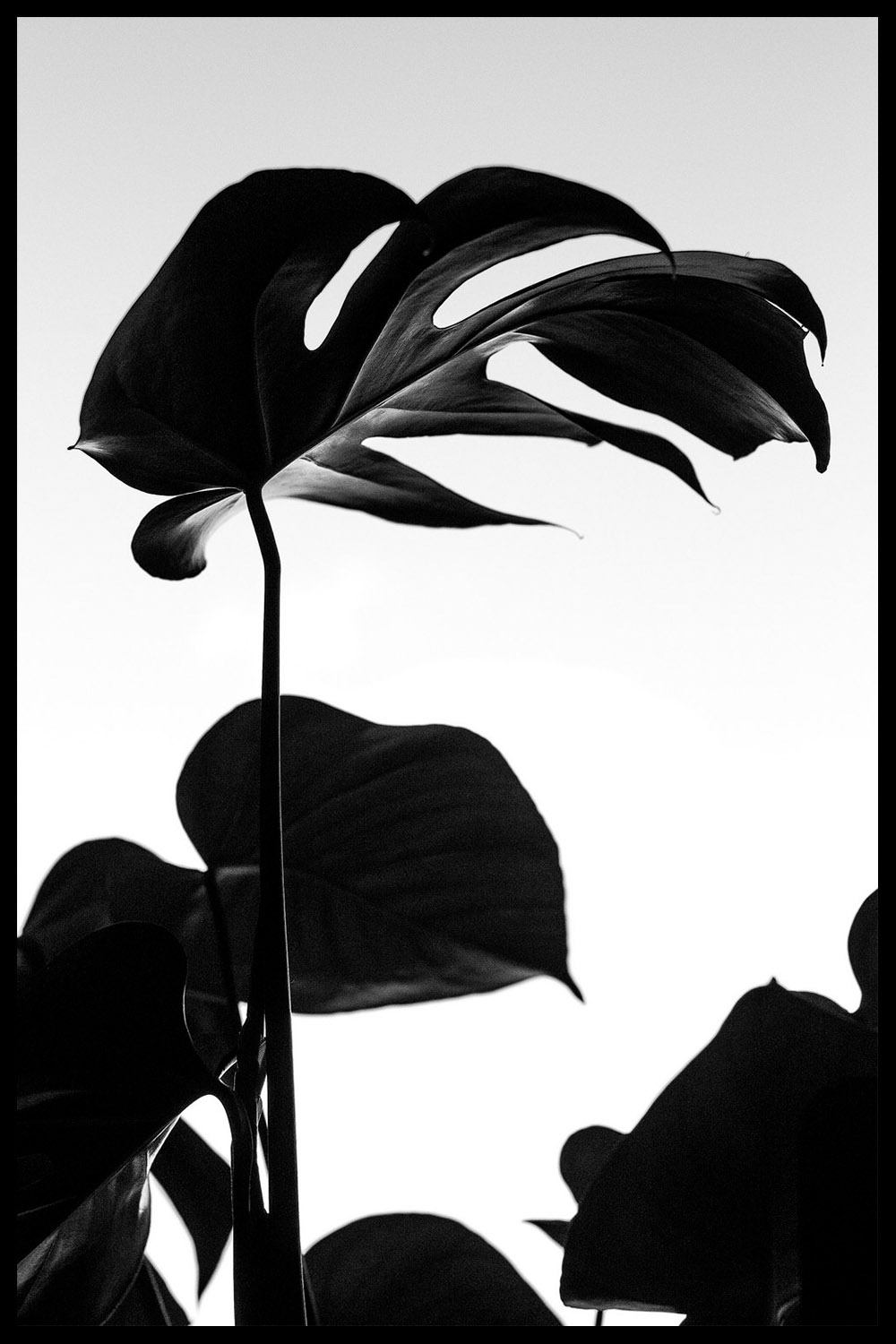 Постер Черные Листья Монстеры