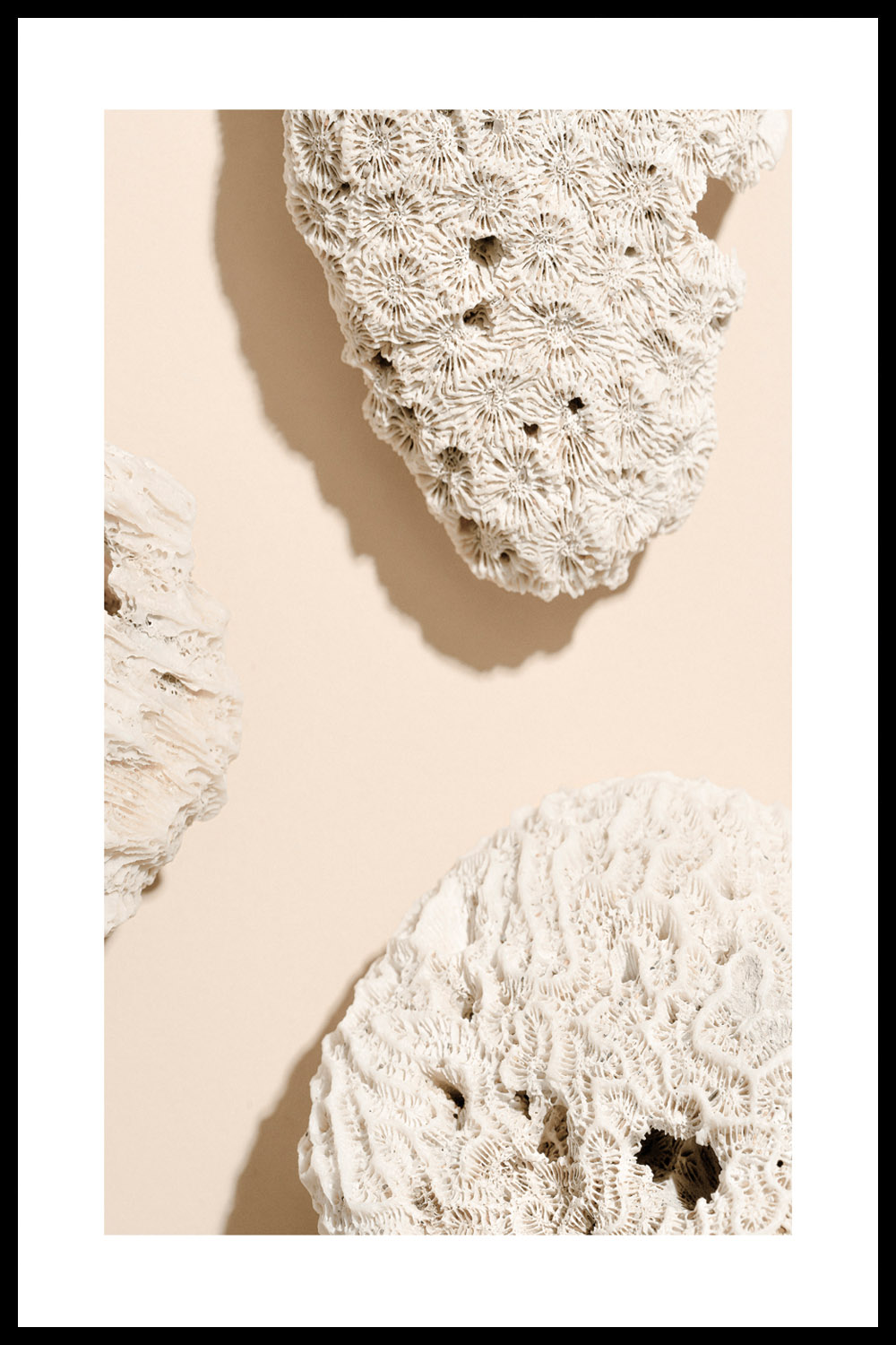 Постер Кораллы