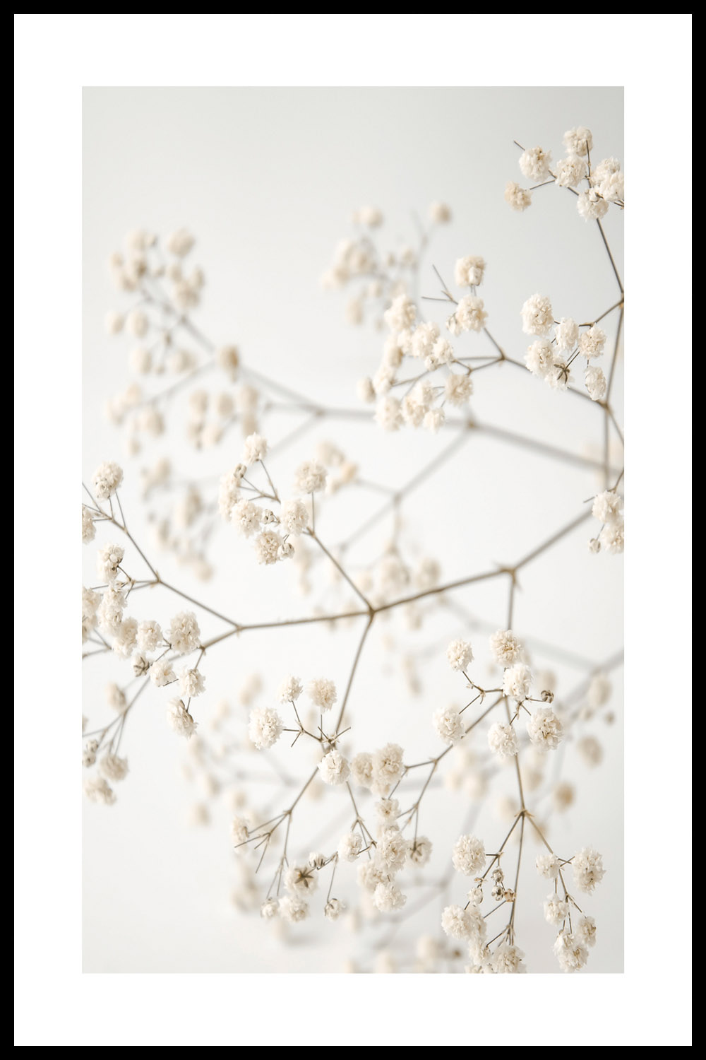 Постер Ветка С Белыми Цветами