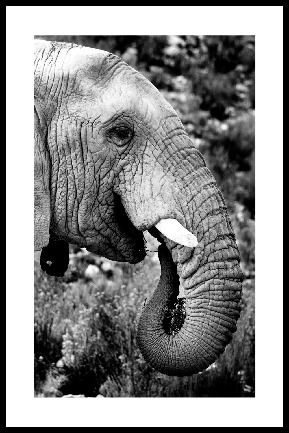 Постер Черно-Белый Слон
