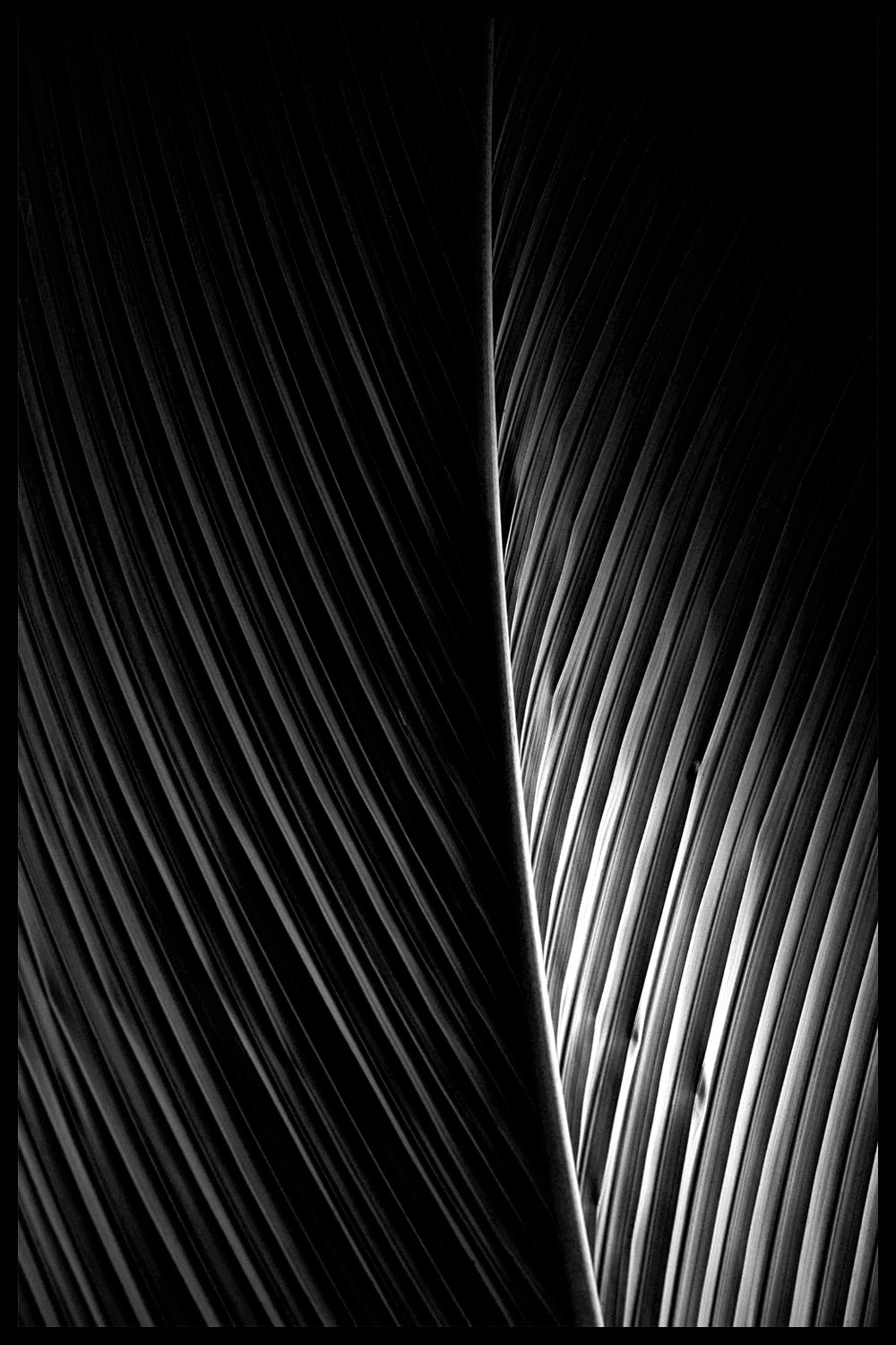 Постер Черно-Белый Лист