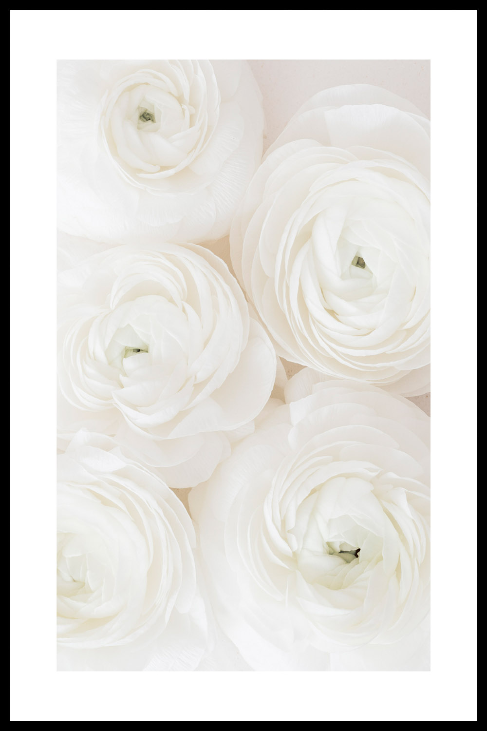 Постер Белые Бутоны #2