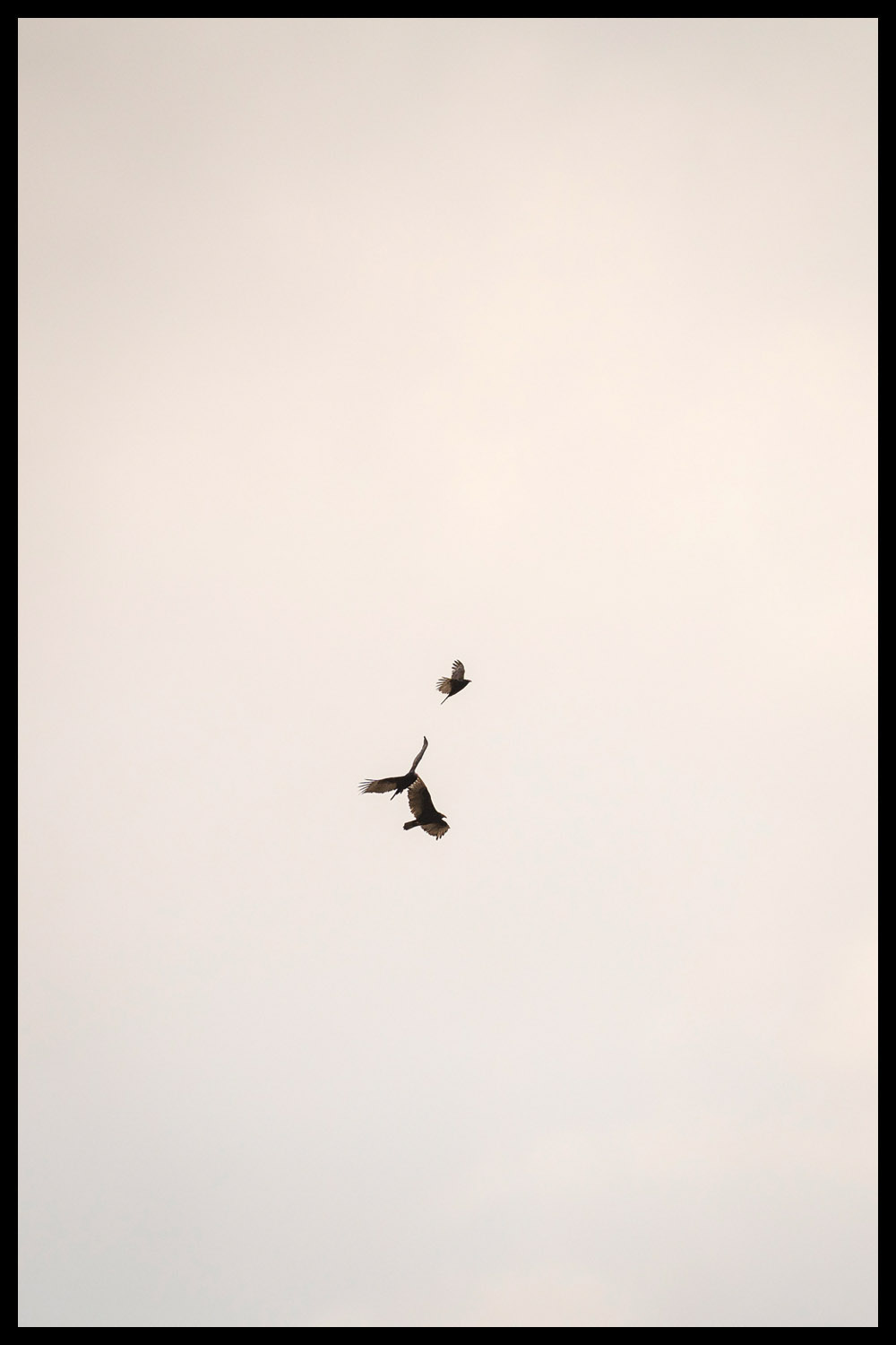 Постер Три Птицы