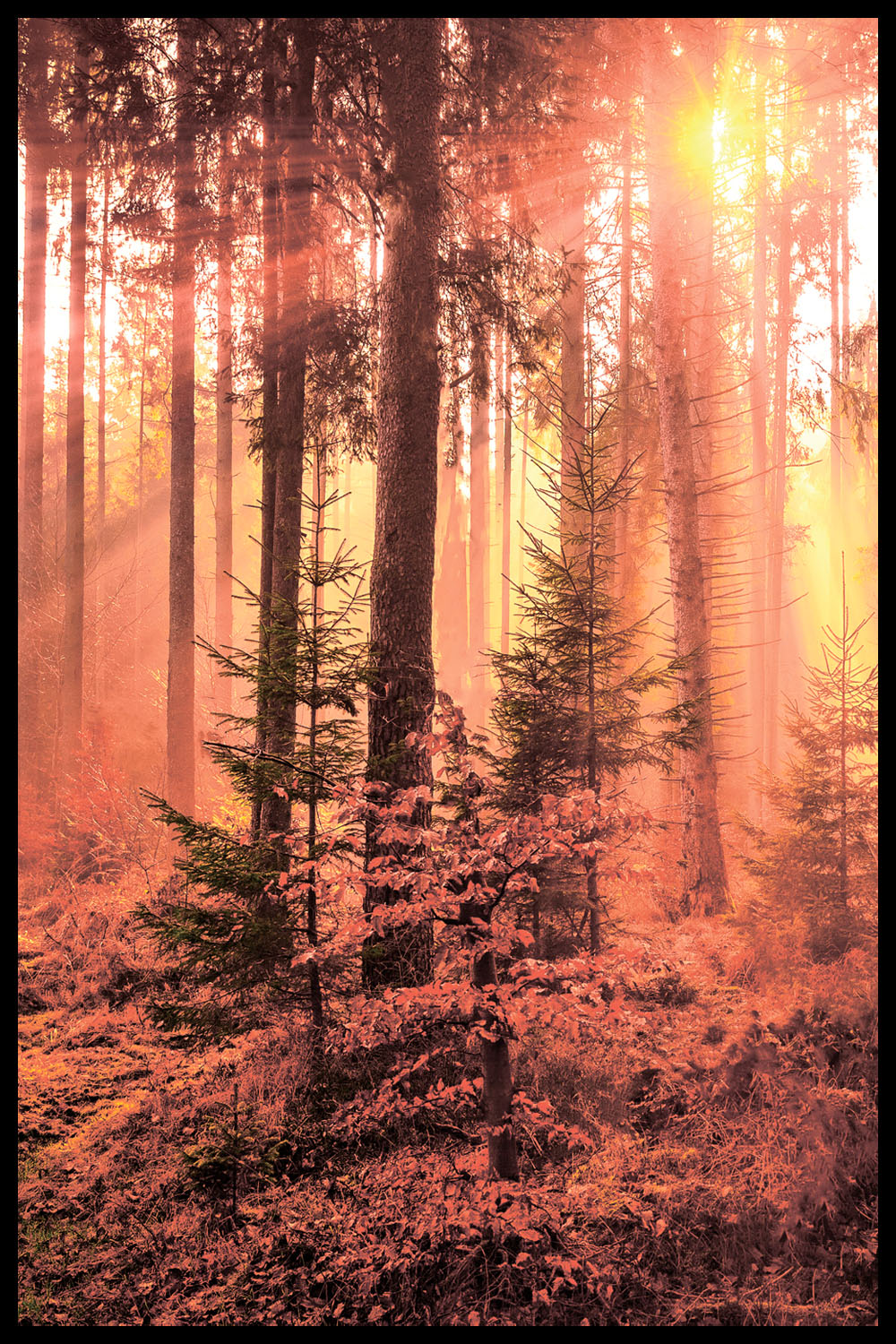 Постер Лучи В Осеннем Лесу