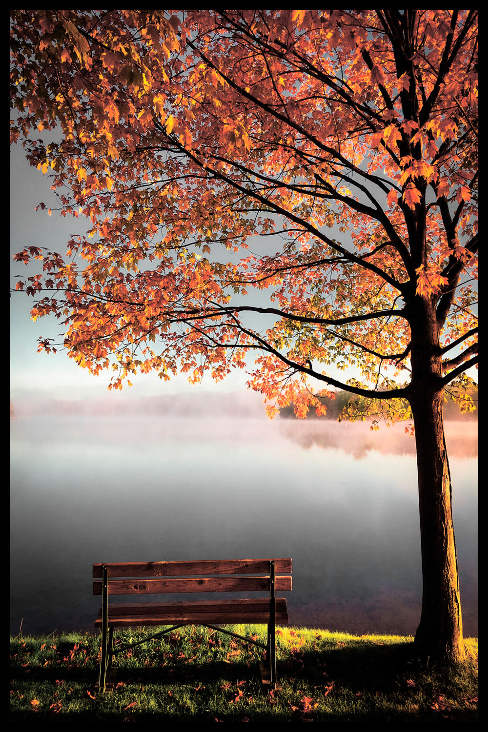 Постер Скамейка У Дерева